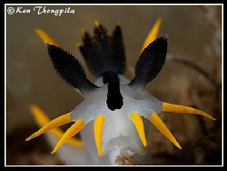 Nudibranch - Polycera capensis
Pipeline Dive Site in Nel... by Ken Thongpila 